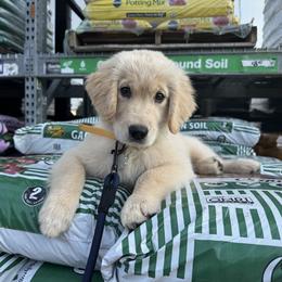 Golden Retriever Puppies from Glimmer Goldens