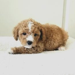 Sweety - Apricot female Cavapoo puppy in Waco, Texas from Good Shepherd Homestead