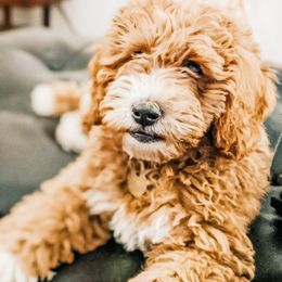 Winnie - Goldendoodle