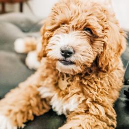 Winnie - Goldendoodle