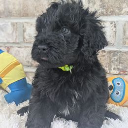 Joshua - Black and white Portuguese Water Dog puppy in Jacksonville, Florida from Filo House