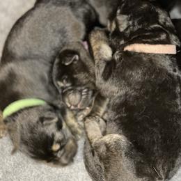 German Shepherd Puppies from Saylor Shepherds