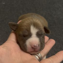 Mai Tai - Blue fawn female American Staffordshire Terrier puppy in Marietta, Georgia from Ambition Amstaffs