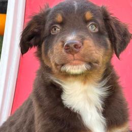 Red - Red tri male Miniature Australian Shepherd puppy in Arizona from Country Charm Mini Aussies