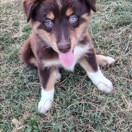 Ransom - Red tri female Miniature Australian Shepherd puppy in Muskogee, Oklahoma from Tagalong Lane Australian shepherds
