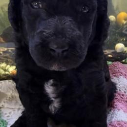 Black abstract - Black male Poodle puppy in Mountain View, Arkansas from Ramer’s Spring Poodles