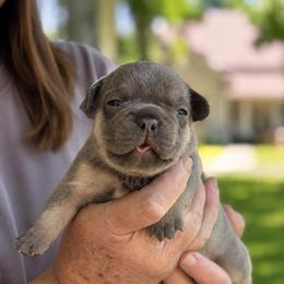 Kohen - Tricolors male French Bulldog puppy in Monett, Missouri from Bailey French Bulldogs