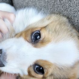 Pembroke Welsh Corgis from Taylor Made Corgis