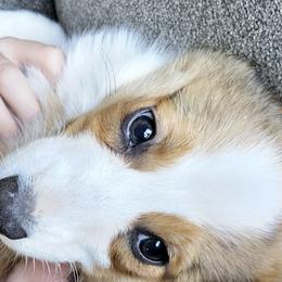 Pembroke Welsh Corgis from Taylor Made Corgis