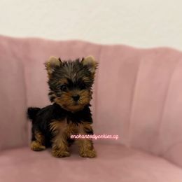 Yorkshire Terrier Puppies from Enchanted Yorkies