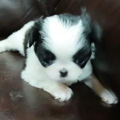 Carly - Black tan and white female Japanese Chin puppy in Salem, Oregon from Chinnychinchinofsalem