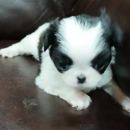 Carly - Black tan and white female Japanese Chin puppy in Salem, Oregon from Chinnychinchinofsalem