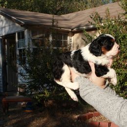 Cavalier King Charles Spaniel Puppies from Critter's Cottage Cavaliers