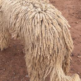 Anatolian Shepherd Dogs, Komondorok, and Newfoundlands from Tatties Ranch