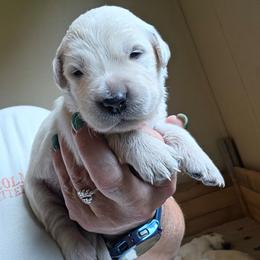 Mint - Willow - Golden female Golden Retriever puppy in Lucasville, Ohio from Halo Kennels