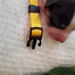 Miniature Australian Shepherd Puppies from Barnyard Mini Aussies