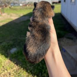 Tigger - Brindle male Pomeranian puppy in Nashville, Arkansas from Cuddles n Curls