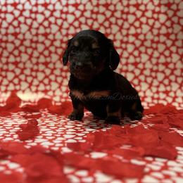 Yellow heart girl (blk n cream) - Black and cream female Dachshund puppy in Chehalis, Washington from McJazzin Doxies