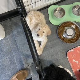 Double Doodle and Goldendoodle Puppies from Remi’s DoubleDoodles