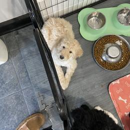 Double Doodle and Goldendoodle Puppies from Remi’s DoubleDoodles