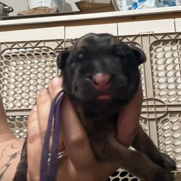 Amy - Purple Collar - Fawn female Mastiff puppy in Layton, Utah from 2A Mastifs