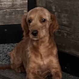 Zoey - Goldendoodle
