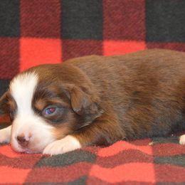 Assorted Doodle Crosses, Aussiedoodles, Australian Shepherds, and Miniature Australian Shepherds from North Lake Doodles
