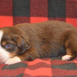Assorted Doodle Crosses, Aussiedoodles, Australian Shepherds, and Miniature Australian Shepherds from North Lake Doodles