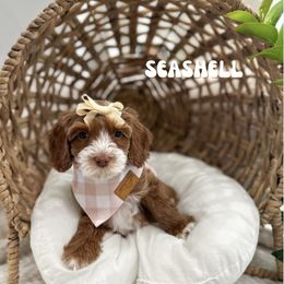 Seashell - Caramel female Australian Labradoodle puppy in Palmdale, California from Doodles_Ko