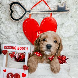 Bernedoodle, Cockapoo, and Goldendoodle Puppies from Danie’s Darling Doodles LLC