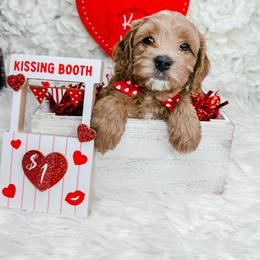 Bernedoodle, Cockapoo, and Goldendoodle Puppies from Danie’s Darling Doodles LLC