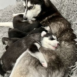 Maltese and Siberian Husky Puppies from Nyx’s Pack