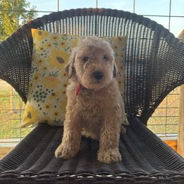 Red - Cream male Goldendoodle puppy in Seguin, Texas from Dude Ranch Doodles