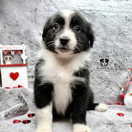 Holly - Black Australian Shepherd puppy in Honey Grove, Texas from Fox Creek