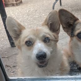Pembroke Welsh Corgi All Grown Up from Eclipseann