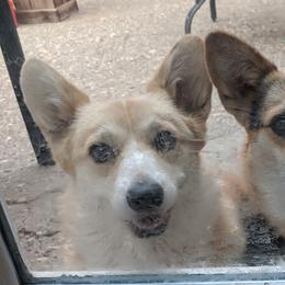 Pembroke Welsh Corgi All Grown Up from Eclipseann