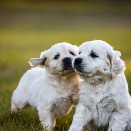 Golden Retriever Puppies from Coconut Cream Goldens