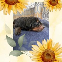 Boy 3 - Black and rust male Doberman Pinscher puppy in Neshkoro, Wisconsin from Sky’s Dobermans