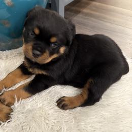 Rex - Black and mahogany male Rottweiler puppy in Parker, Colorado from Denver Rotties