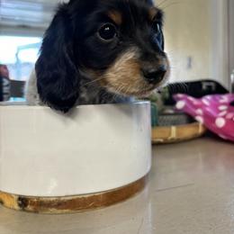 Dachshund Puppies from Climate City Doxies