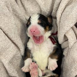 Burgundy collar - Tri-color male Bernedoodle puppy in Hegins, Pennsylvania from Bubbling Springs Doodles, LLC