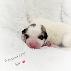 Pippi - White and badger female Great Pyrenees puppy in Tioga, Pennsylvania from Davis Pyrs of the Northern Tier