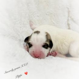 Pippi - White and badger female Great Pyrenees puppy in Tioga, Pennsylvania from Davis Pyrs of the Northern Tier