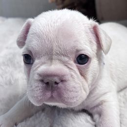 French Bulldogs from Legacy Luxe Frenchies