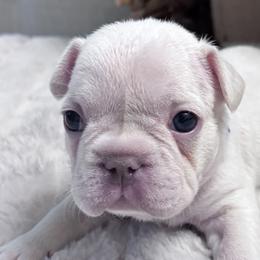 French Bulldogs from Legacy Luxe Frenchies