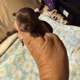 Jack - Chocolate and tan male Chihuahua puppy in Beaumont, Texas from Anastasia’s Tiny Pupps