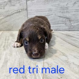 Mya m4 - Red merle male Australian Shepherd puppy in Arbela, Missouri from County Line Aussies
