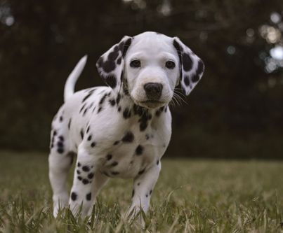 Dalmatian puppy scampers through the grass