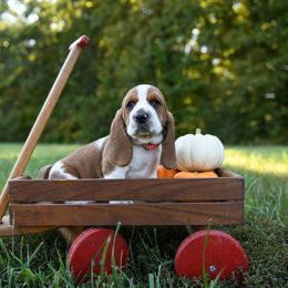 Basset Hound Puppies from K&B Farms & Bassets