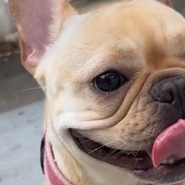 French Bulldogs from Alpha Coast Kennels
